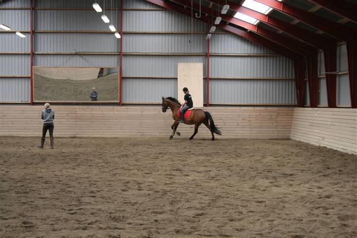 Oldenborg Flexie Vestergård - dressurkursus billede 14