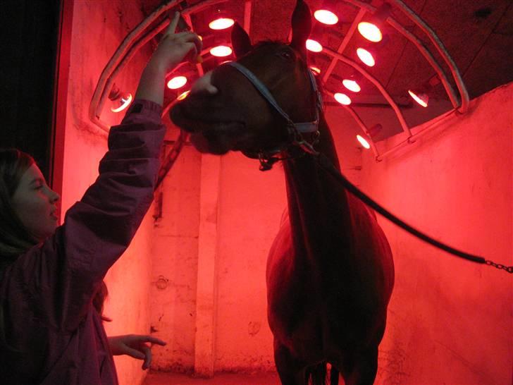 Dansk Varmblod                                    - Lantino (Mule - smile trikket kan han da os ;) billede 5