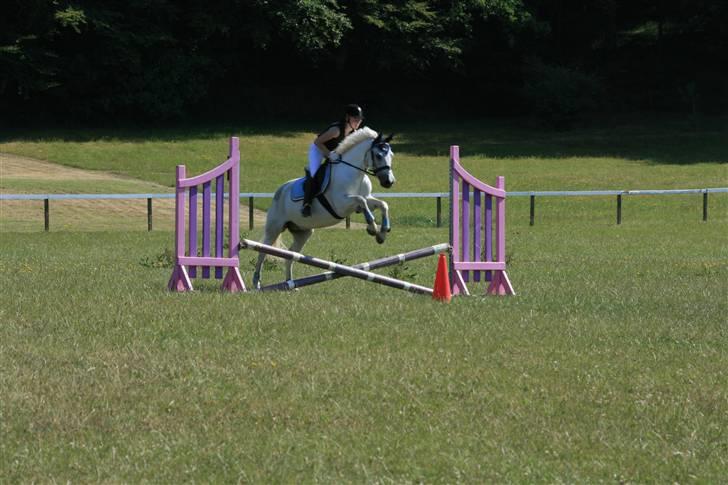 New Forest Odbjergs Pikant <3SOLGT:( - LF. Syyyygt han springer godt:) billede 17