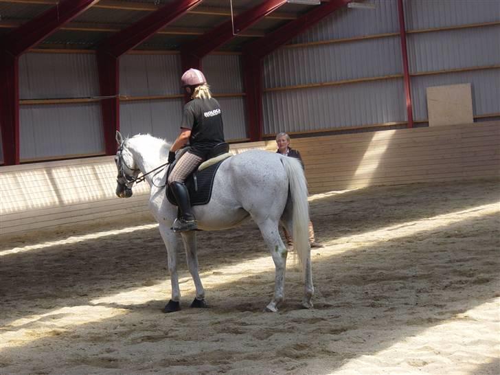 Anden særlig race Showboy - Dressurkursus med Sidsel M. Johansen billede 15