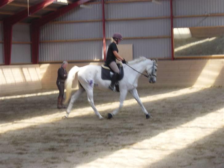 Anden særlig race Showboy - Dressurkursus med Sidsel M. Johansen billede 16