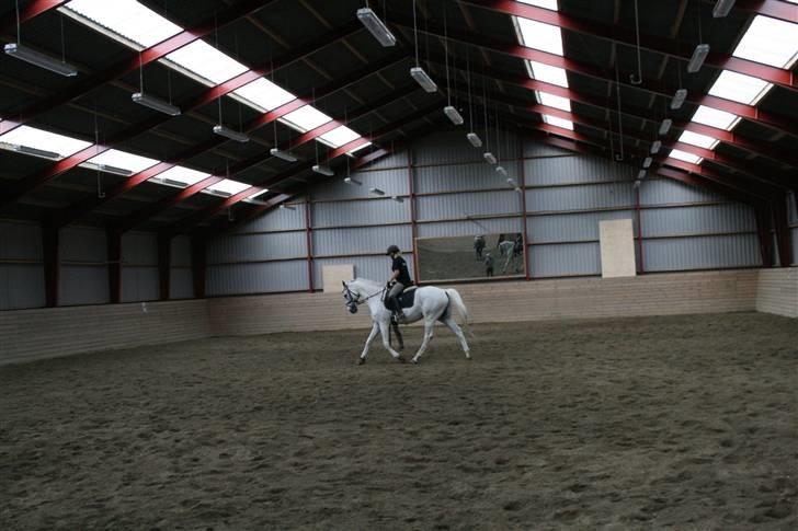 Anden særlig race Showboy - Dressurkursus med Sidsel M. Johansen billede 17