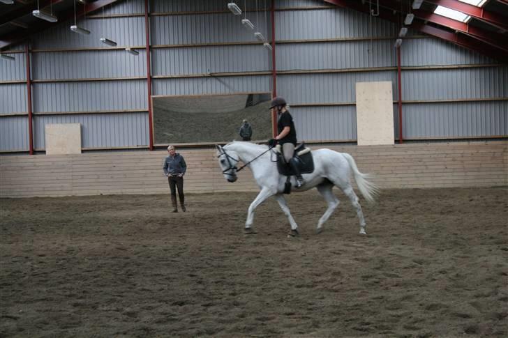 Anden særlig race Showboy - Dressurkursus billede 18