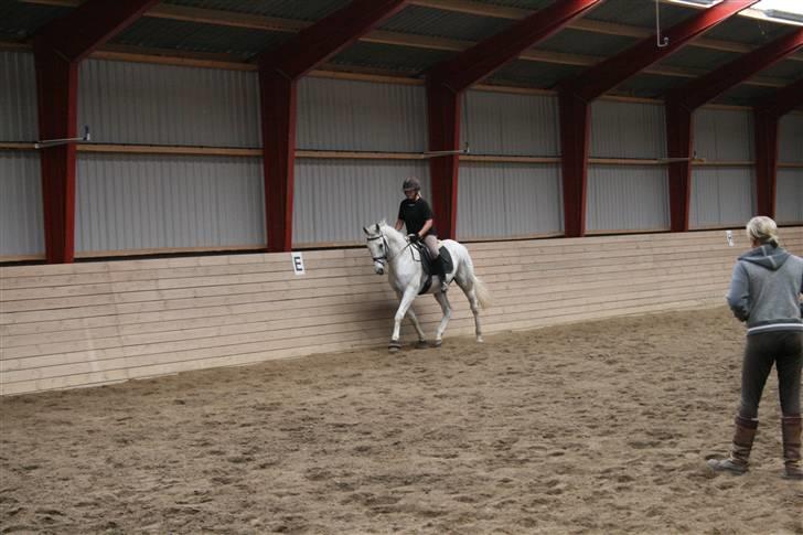 Anden særlig race Showboy - Dressurkursus billede 19