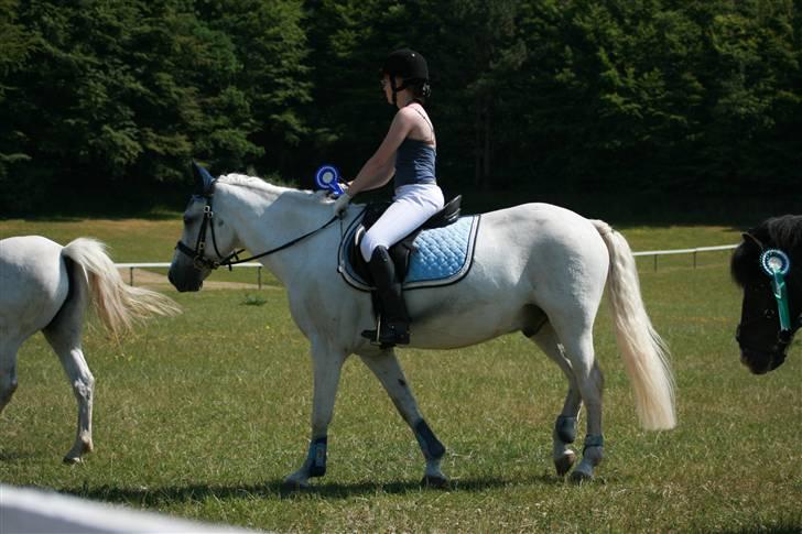 New Forest Odbjergs Pikant <3SOLGT:( - Flot 2. plads i begge klasser.. billede 19