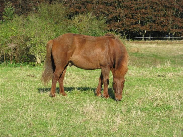 Islænder Fengur fra Vellev mose - mmmmmm græs billede 7