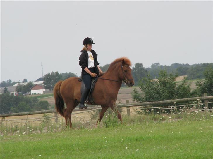 Islænder Fengur fra Vellev mose - til træning billede 9