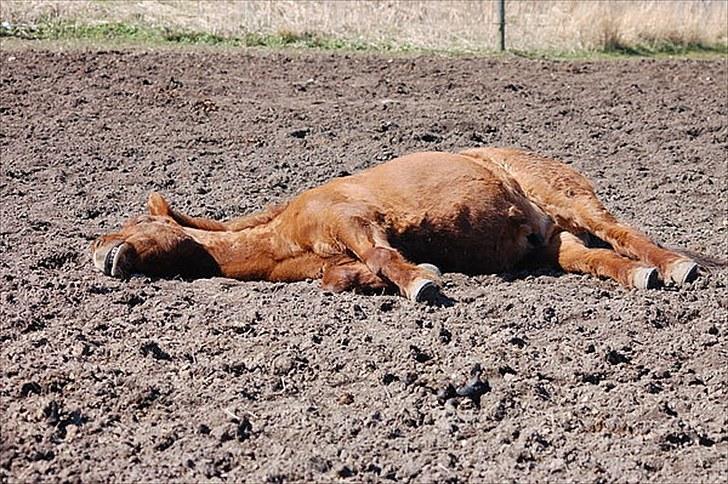 Islænder Fengur fra Vellev mose - mon den lader være med at æde mig hvis jeg spiller DØD billede 13