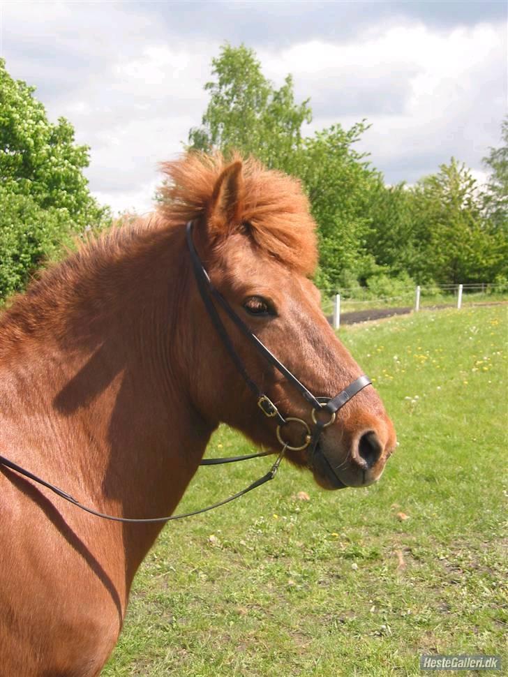 Islænder Fengur fra Vellev mose billede 14