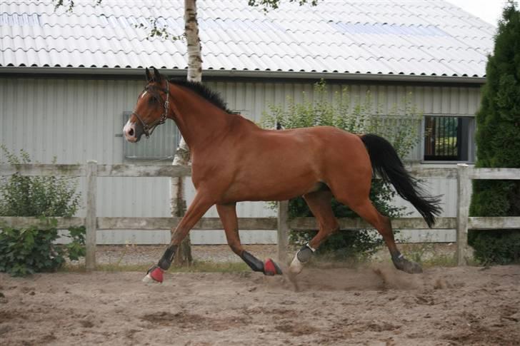 Hollandsk Varmblod Purple KWPN - Foto : Pernica foto - Jaah han kan da flytte fuserne ???? :D billede 6