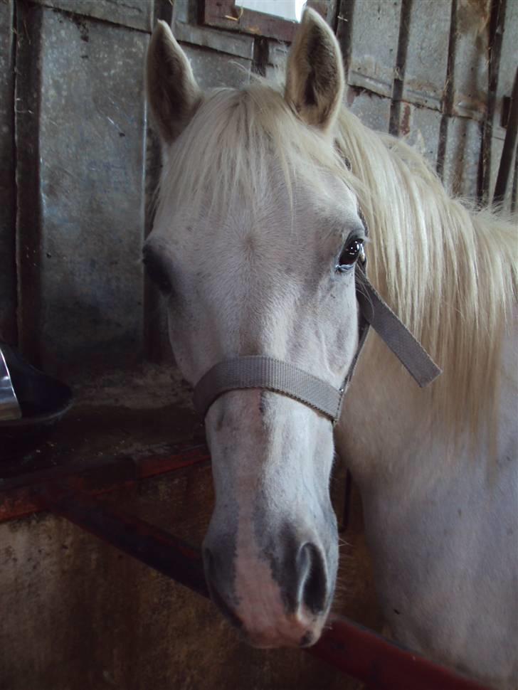 Anden særlig race Stardust - Stardust (L)<3 - I miss you like hell :S<3 billede 1