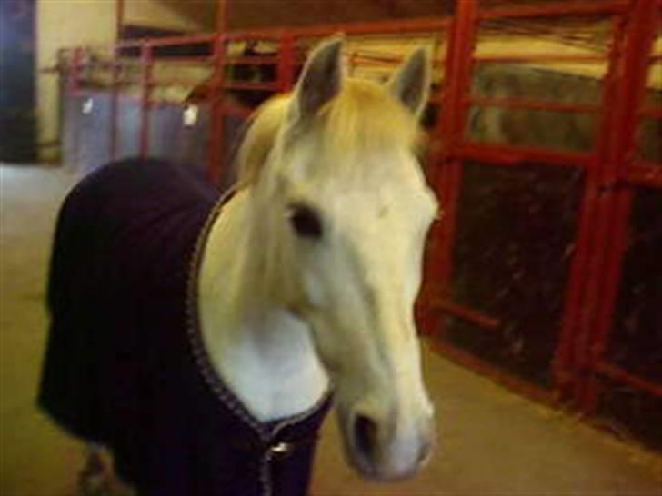 Anden særlig race Stardust - Star på staldgangen :D<3 billede 2