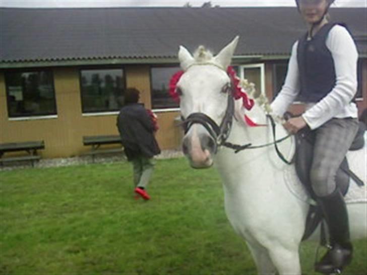 Anden særlig race Stardust - Tusenæsmesterne :D for pokker du var skøn, basse (L) billede 3