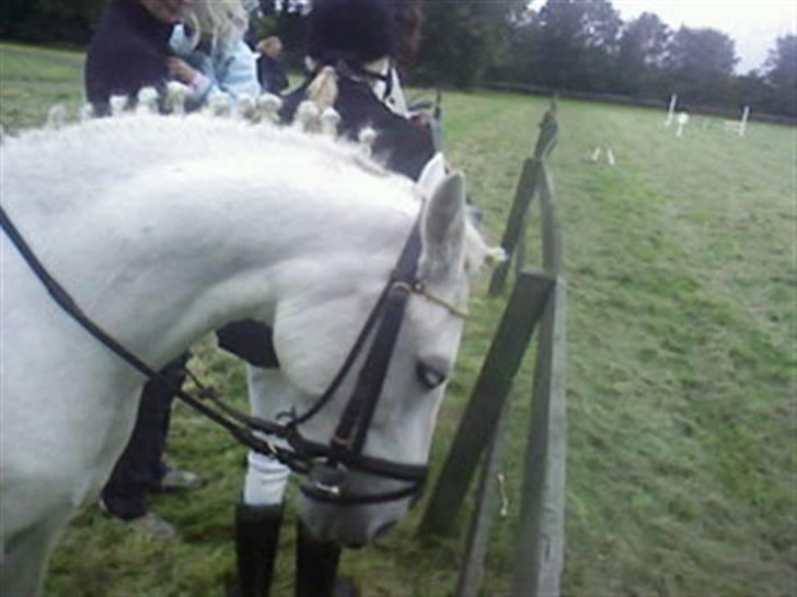 Anden særlig race Stardust - Til tusenæsmesterskaberne i TNKR :) - venter på vi skal på banen :D billede 4