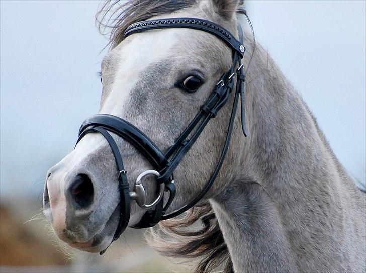 Sportsaraber (A) Fakhir E'jaaz SOLGT - Fakhir i en enorm udvikling! 2½ år billede 1