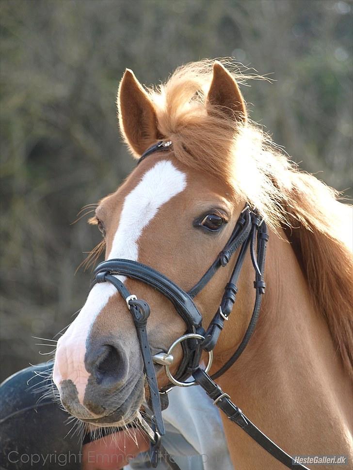DSP Lindholms Gutchi - Velkommen til Lindholms Gutchi profil<3 billede 1