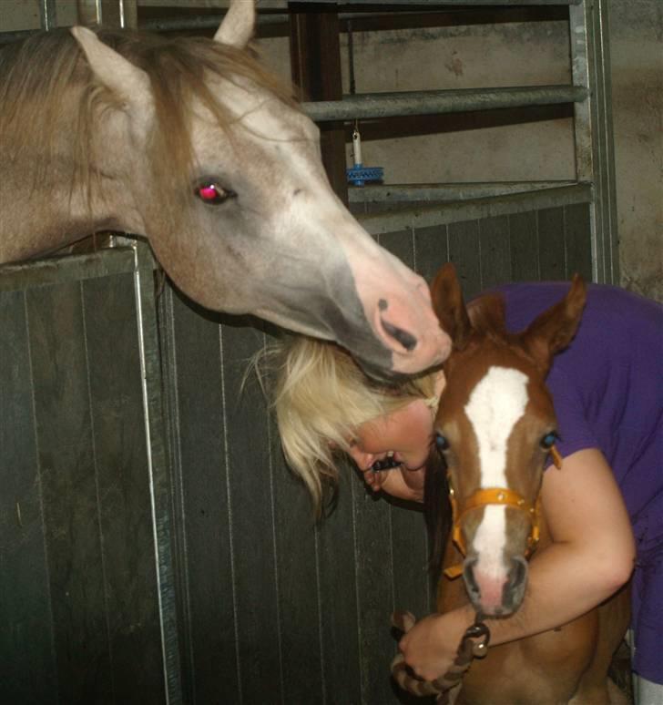 Sportsaraber (A) Fakhir E'jaaz SOLGT billede 2