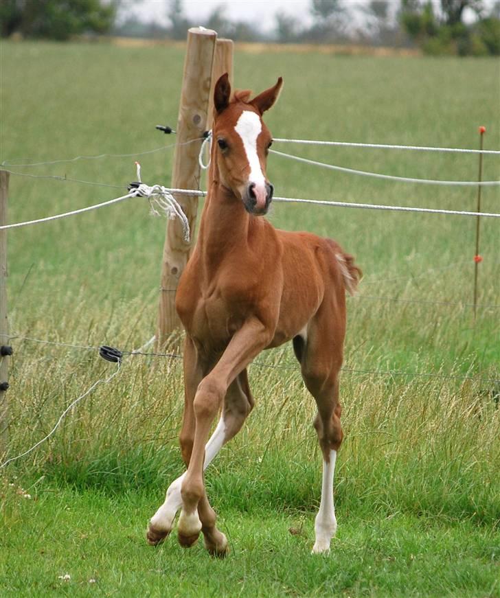 Sportsaraber (A) Fakhir E'jaaz SOLGT - 15-7 billede 3