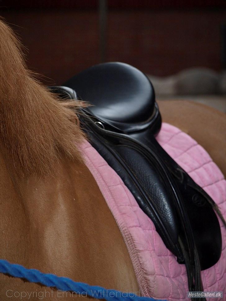 DSP Lindholms Gutchi - da vi var på ride ferie ved per thybo billede 6