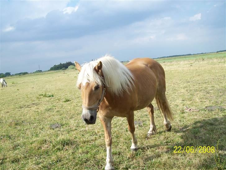 Haflinger Marika *Himmelhest* billede 1
