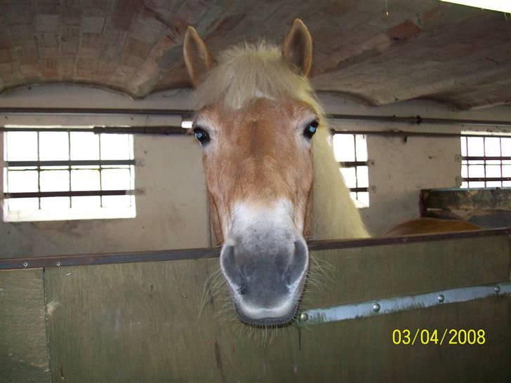 Haflinger Marika *Himmelhest* - Hej hej, ja her står jeg så billede 2