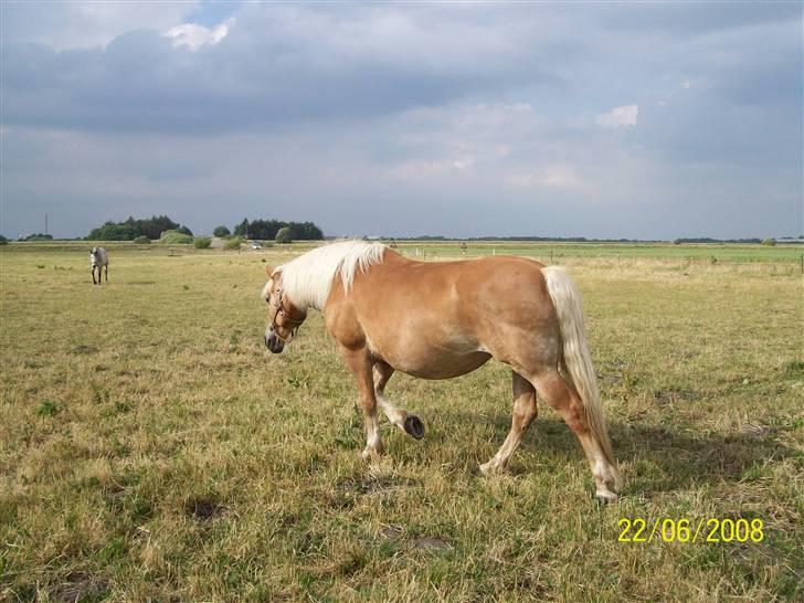 Haflinger Marika *Himmelhest* billede 3