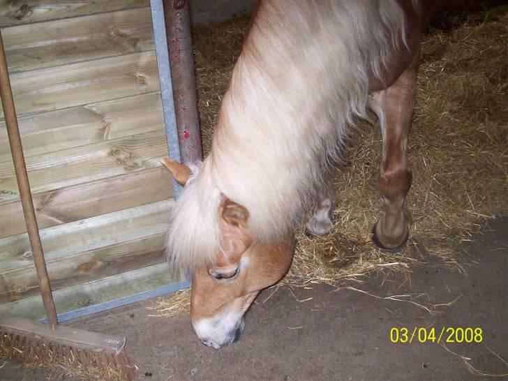Haflinger Marika *Himmelhest* - Er der mad her...??? billede 4