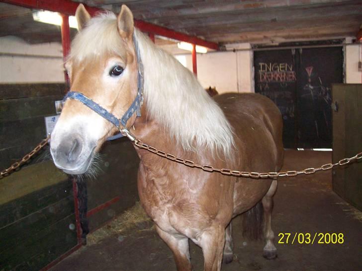 Haflinger Marika *Himmelhest* billede 5