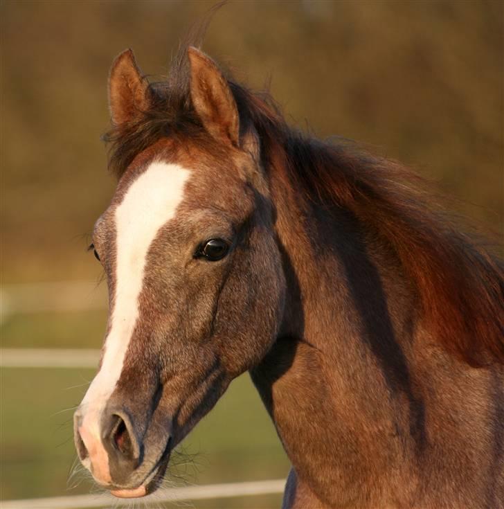 Sportsaraber (A) Fakhir E'jaaz SOLGT billede 4