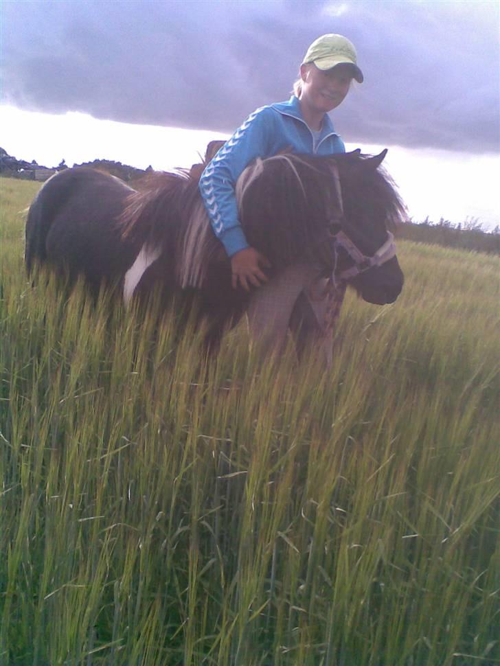 Shetlænder Laban  - Anne & labanen oppe i kornet ;D billede 2