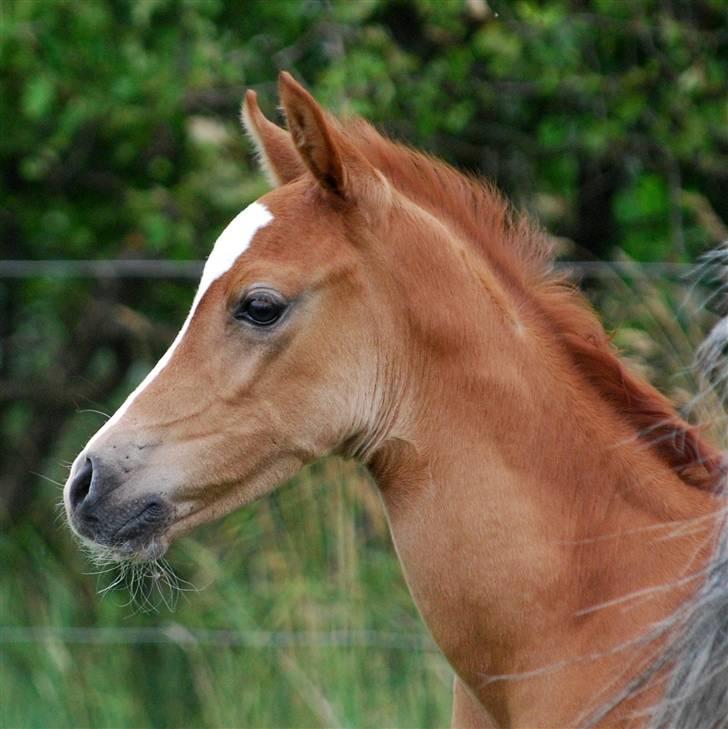 Sportsaraber (A) Fakhir E'jaaz SOLGT - 15-07 billede 5