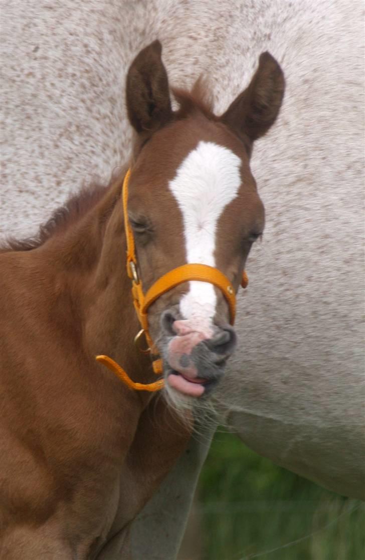 Sportsaraber (A) Fakhir E'jaaz SOLGT billede 6