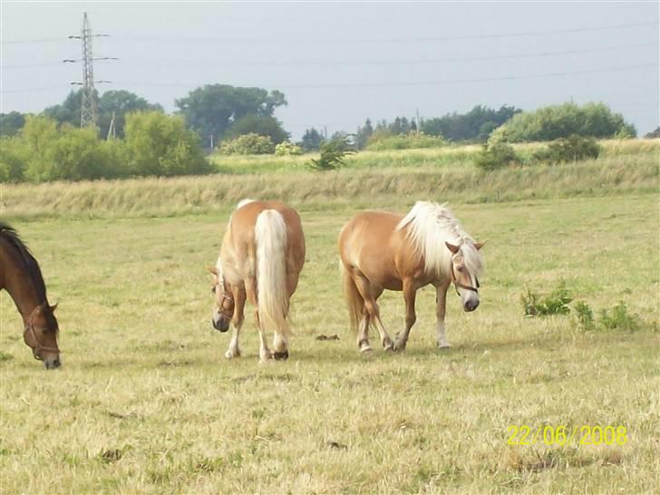 Haflinger Marika *Himmelhest* - Marika og Mille, bedste venner billede 6