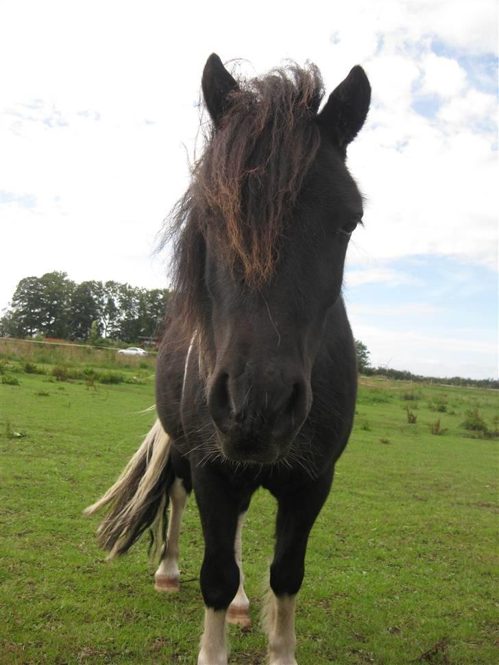 Shetlænder Laban  - nutteponi q; billede 6