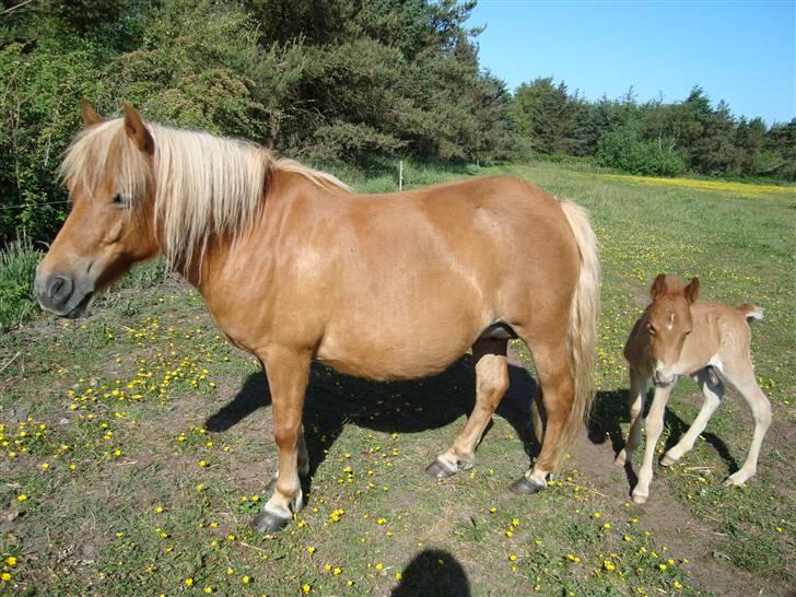 Shetlænder Ronja SOLGT billede 5