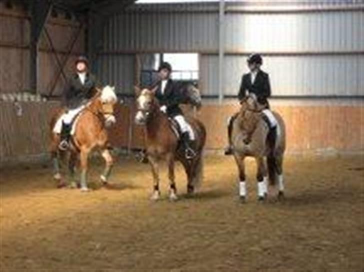 Haflinger Marika *Himmelhest* - Hmm, lidt dårlig billede, men er os ude til venstre billede 7