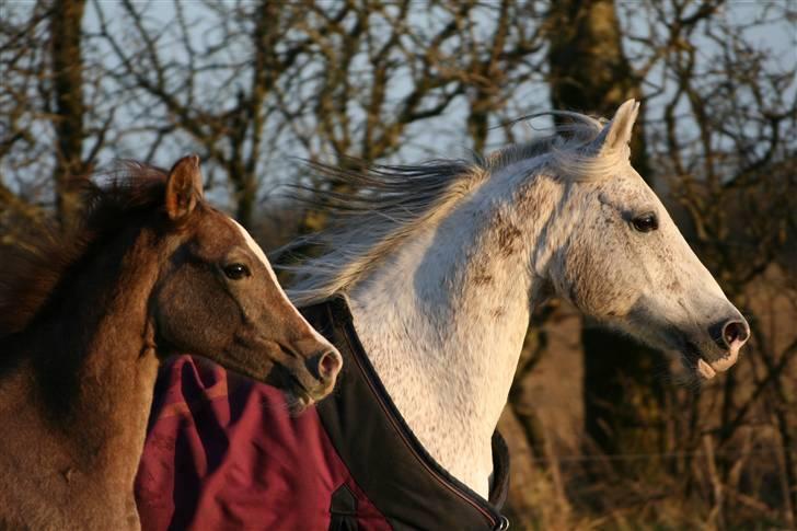 Sportsaraber (A) Fakhir E'jaaz SOLGT billede 7