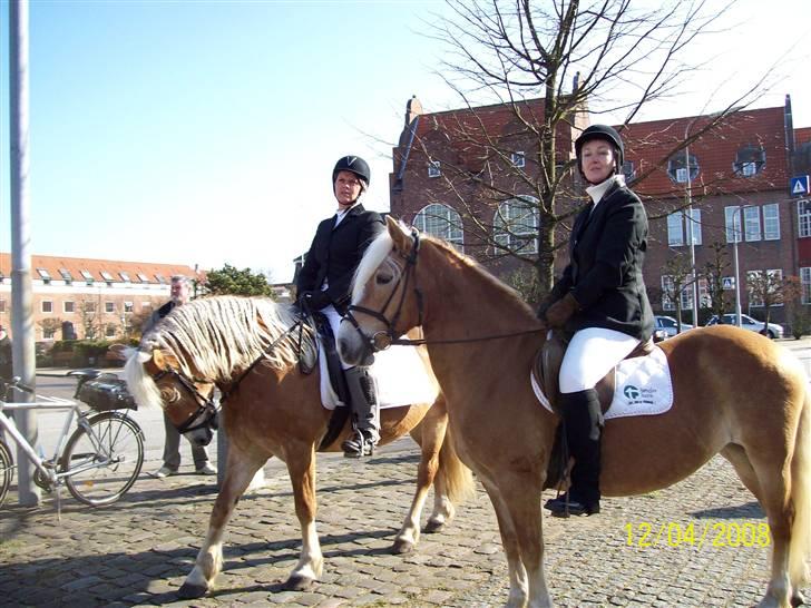Haflinger Marika *Himmelhest* billede 9