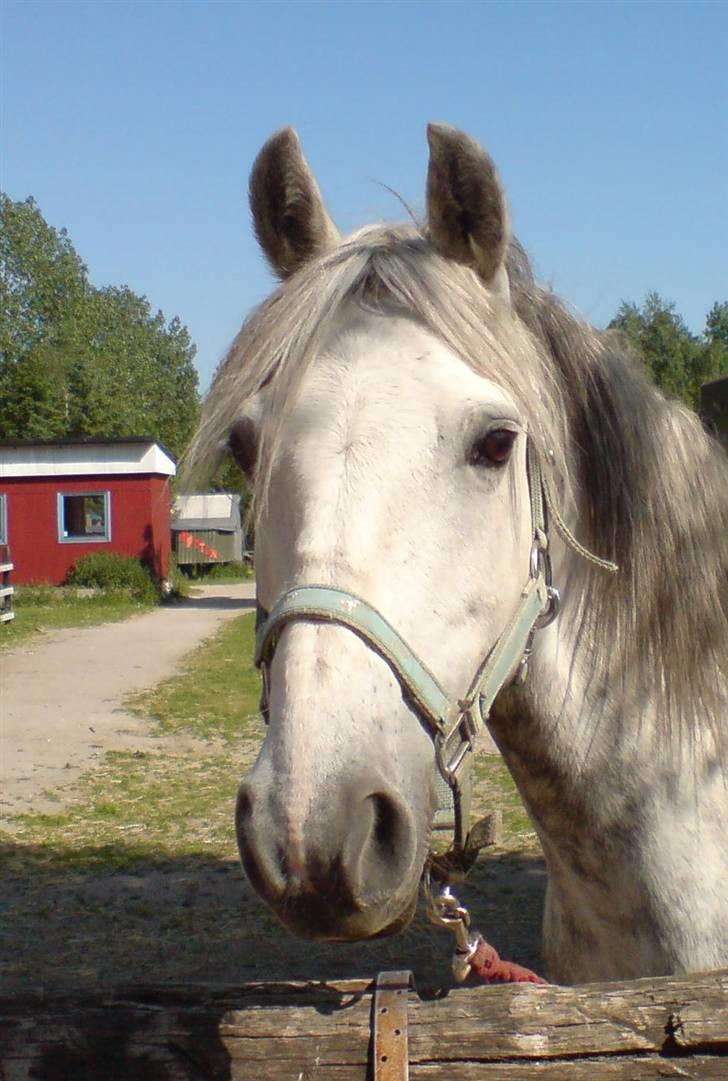 Anden særlig race Safir - Velkommen til Safirs profil.  Smid gerne en bedømmelse og en kommentar :) billede 1