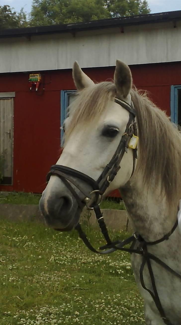 Anden særlig race Safir - Smukke Safir :)   billede 2