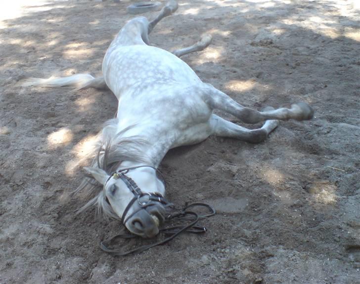 Anden særlig race Safir - Rulle , Rulle (:   billede 3