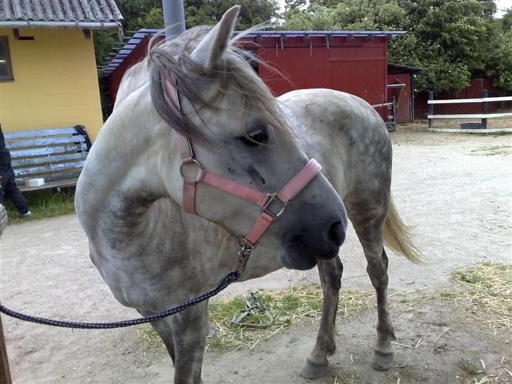 Anden særlig race Safir - Jeg elsker dig<3 billede 5