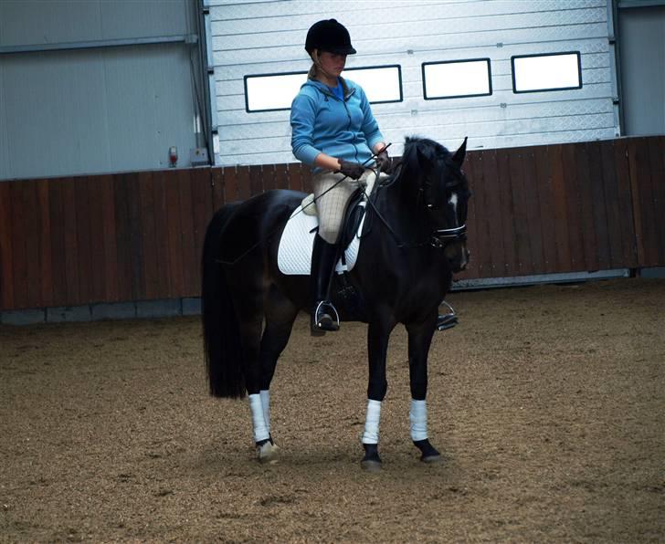 Anden særlig race Nannerupgaards Malou - Foto: Sissel billede 18