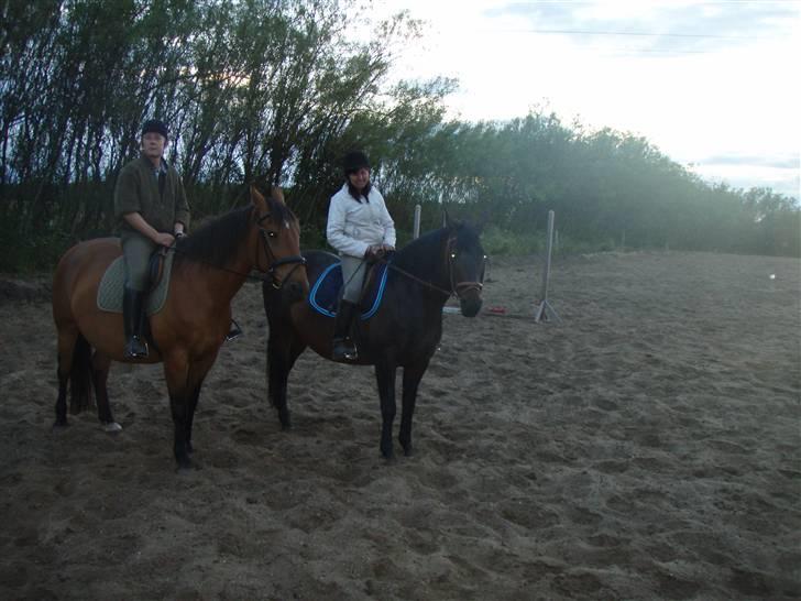 Dansk Varmblod Havens Vanilla-Sky - mor og far(: foto; miig billede 14