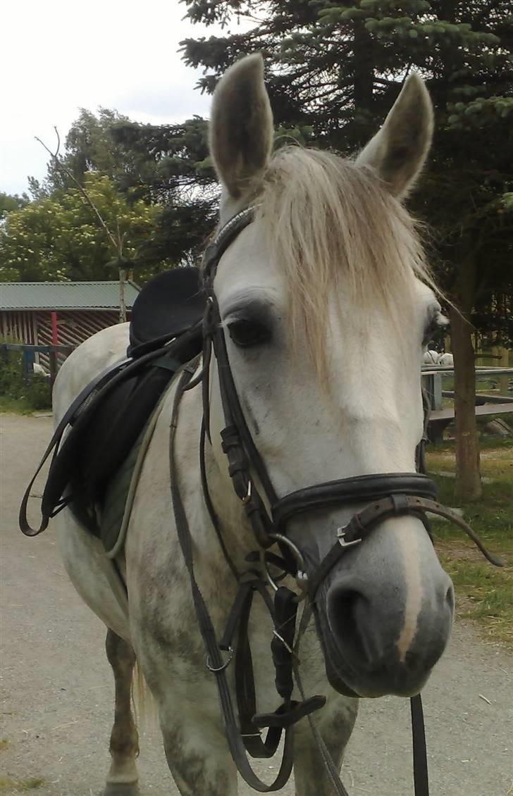 Anden særlig race Safir - Jeg elsker dig safir<3 billede 7