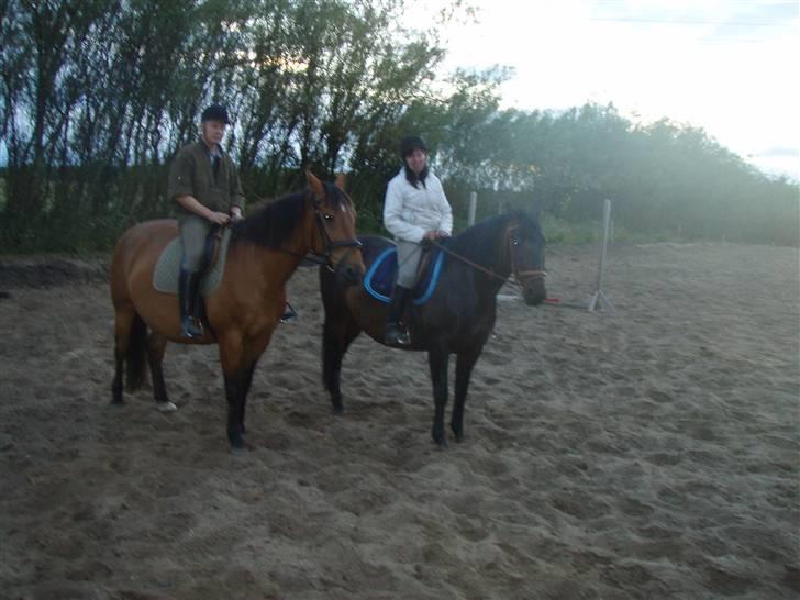 Dansk Varmblod Havens Vanilla-Sky - samm.. Foto;miiq billede 15