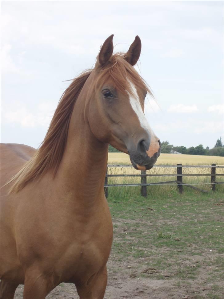 Arabisk fuldblod (OX) Mercedes ox  - Taget d. 18 Juni 2008 billede 17