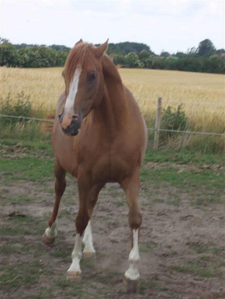 Arabisk fuldblod (OX) Mercedes ox  - Hvor sur kan man lige være... he he ... 18 Juni 2008 billede 19