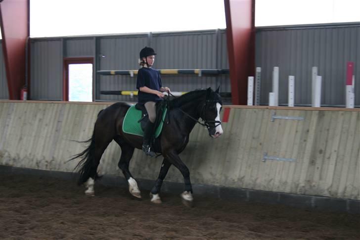 Welsh Cob (sec D) Zoltan of sving R.I.P.  - En lille øgning billede 15