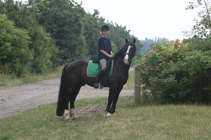 Welsh Cob (sec D) Zoltan of sving R.I.P.  - Mig & Zoltan ved markvejen billede 17